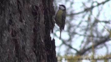Titmouse on a tree. A bird jumps on a tree trunk in the park video