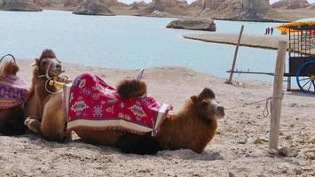 Dachaidan Wusute Water Yadan Geological park and camel Qinghai China photo
