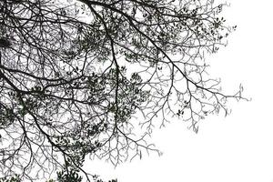 árbol aislado sobre fondo blanco foto