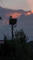 Stork silhouette during sunset photo