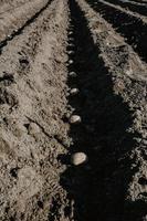 Hileras de surcos con patatas en campo preparado para plantar manualmente