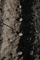 Hilera de surcos con patatas en campo preparado para plantar manualmente foto