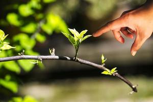 Index finger pointing at leaf bud photo