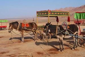 Flaming Mountain and camel in Turpan Xinjiang Province China. photo