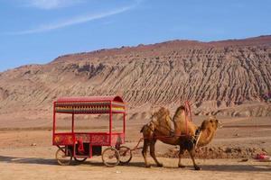 Montaña llameante y camello en la provincia china de turpan xinjiang. foto