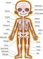 Human skeleton illustration for children