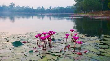 Lotus flower in the pond in Angkor Wat complex, Siem Ream Cambodia. photo