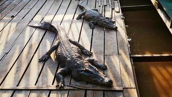 Crocodile in Tonle Sap lake in Siem Reap, Cambodia. photo