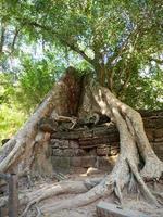 Tree root and stone rock wall at Ta Prohm Temple, Siem Reap Cambodia. photo