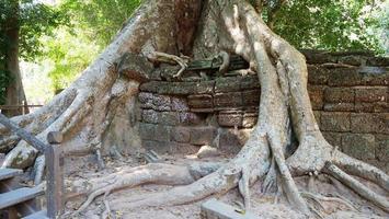 Tree root and stone rock wall at Ta Prohm Temple, Siem Reap Cambodia. photo