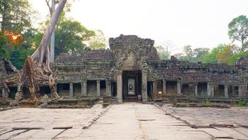 aerial tree root at Preah Khan temple, Siem Reap Cambodia