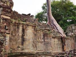 aerial tree root at Preah Khan temple, Siem Reap Cambodia