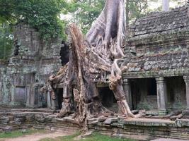 Raíz del árbol de antena en el templo de preah khan, siem reap, camboya foto