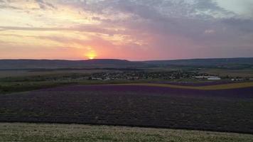 Flying Over the Lavender Fields in The Evening video