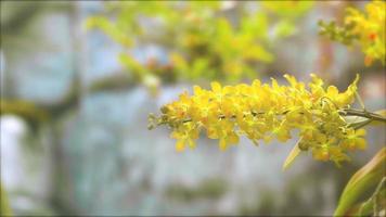 gelbe Orchideenblüte und gelbgrüne Blätter und unscharfer blauer Wasserfall video