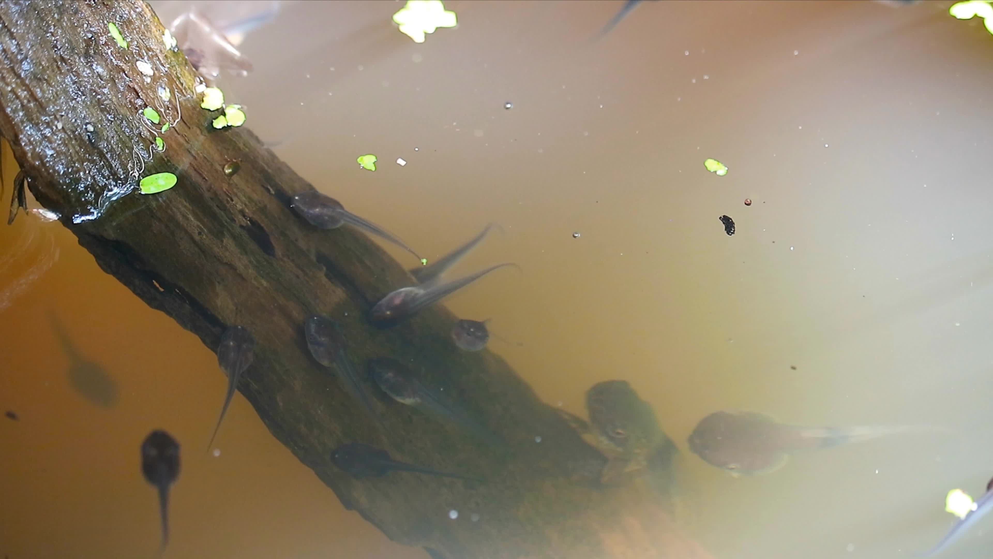 Tadpoles in the big jar,they are swimming under water in the country