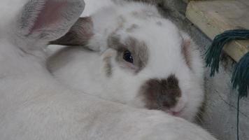 konijn of konijn zittend en spelend op de vloer in huis. video
