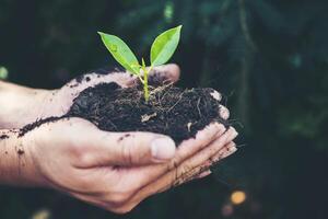 dos manos de los hombres sostenían la plántula para plantar. foto