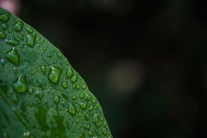 Leaf and water drops in the nature concept