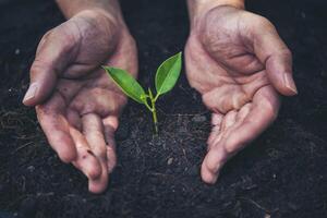 two hands holding and caring a young green plant with warm sunlight photo