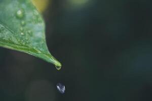 gota de agua y hoja verde foto