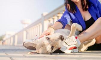 young woman playing with her dog in the park photo