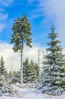 Snowed in icy fir trees landscape Brocken mountain Harz Germany photo