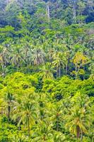 bosque de la selva tropical con palmeras en koh samui, tailandia.