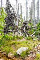 Dying silver forest dead uprooted trees Brocken mountain Harz Germany photo