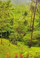 Tropical jungle forest with palm trees on Koh Samui Thailand. photo