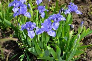 Coloridas grandes flores de iris púrpura que crecen en un prado en el jardín