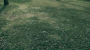 Green grass texture background in the park. Dark tone photo