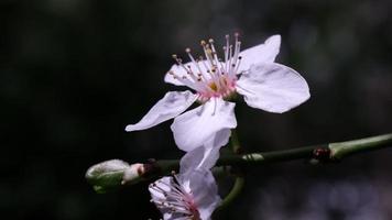 Macro shot of fresh white flowers in slow motion video