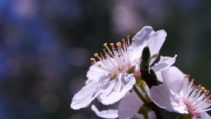 開花影片