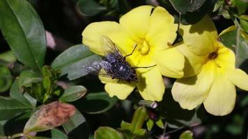 Big black housefly on a yellow flower in slow motion video