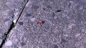 Tiny red spider macro in slow motion video