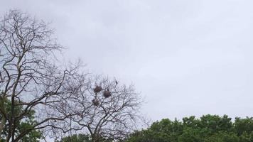 grijze reigers nestelen op de toppen van de bomen in istanbul video