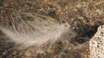 Feather is blowing in the wind in slow motion video