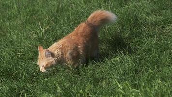 le chat roux marche sur l'herbe verte