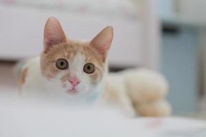 Gatito junior en color rojo y blanco. mascotas y gatitos jóvenes foto