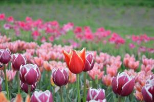 Texture of a field of multi-colored bloomed tulips photo