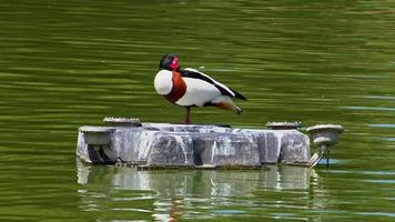 pato de bico vermelho se preparando na água de um lago
