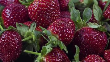 Dolly Schuss von Haufen frischer Erdbeeren video