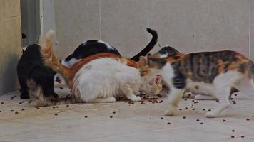 herrelösa katter som äter på klinkergolv video