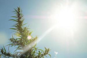 flowering plant of medical marijuana of the sky in the rays of the sun photo