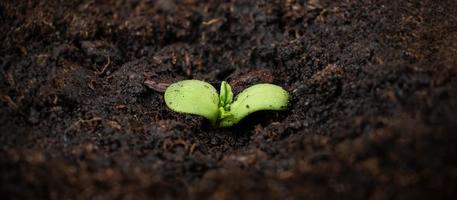 cultivo de plantas de cannabis, un pequeño brote verde de marihuana con tierra foto