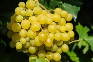 White wine grapes and leaves photo