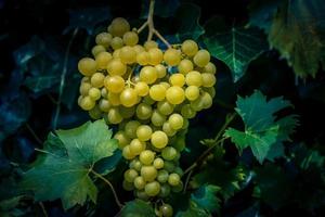 White wine grapes and leaves photo