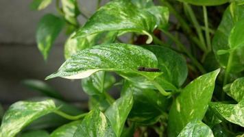 una oruga posada sobre las hojas verdes de la planta ornamental.