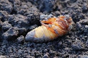 la larva del escarabajo en crisálida. en la larva se formaron patas.